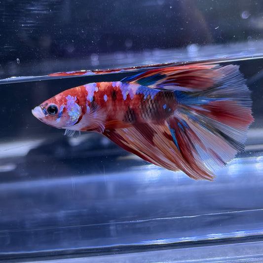 Halfmoon Multicolour/Koi Male Betta 3.5cm (D)