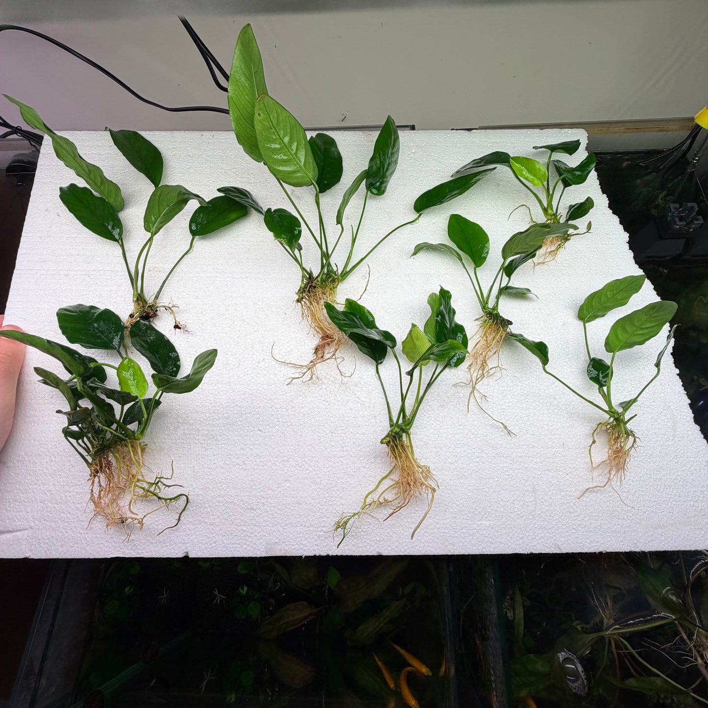 Anubias Pack 1A - 7x Plants