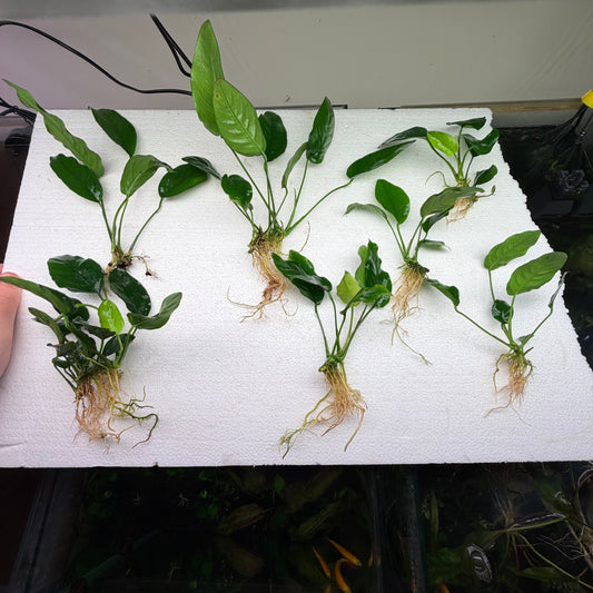 Anubias Pack 1A - 7x Plants