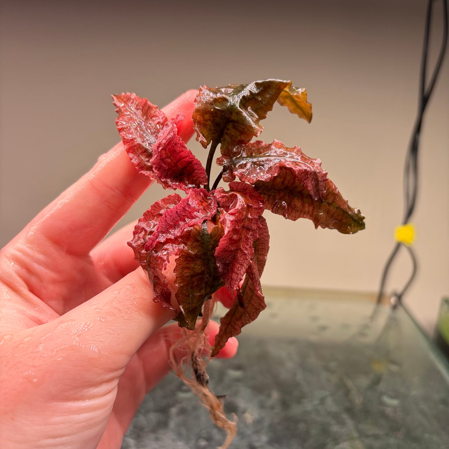 Crypt Wendtii Pink Flamingo