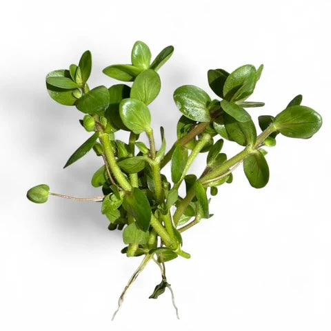 Purple Bacopa salzmanni purple