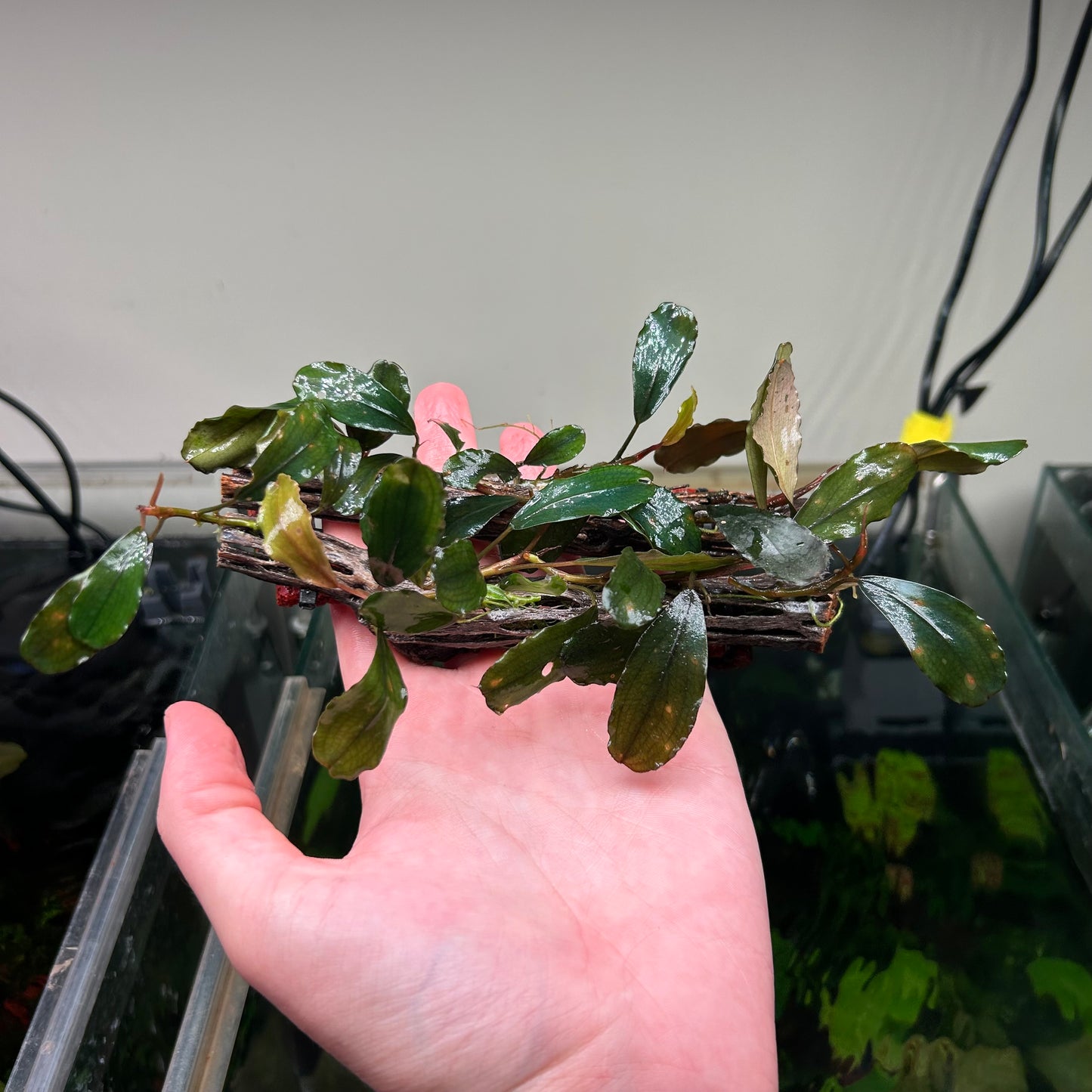 Assorted Bucephalandra On 15cm Cholla (Submersed Grown)