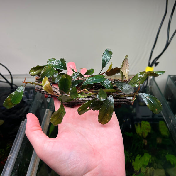 Assorted Bucephalandra On 15cm Cholla (Submersed Grown)