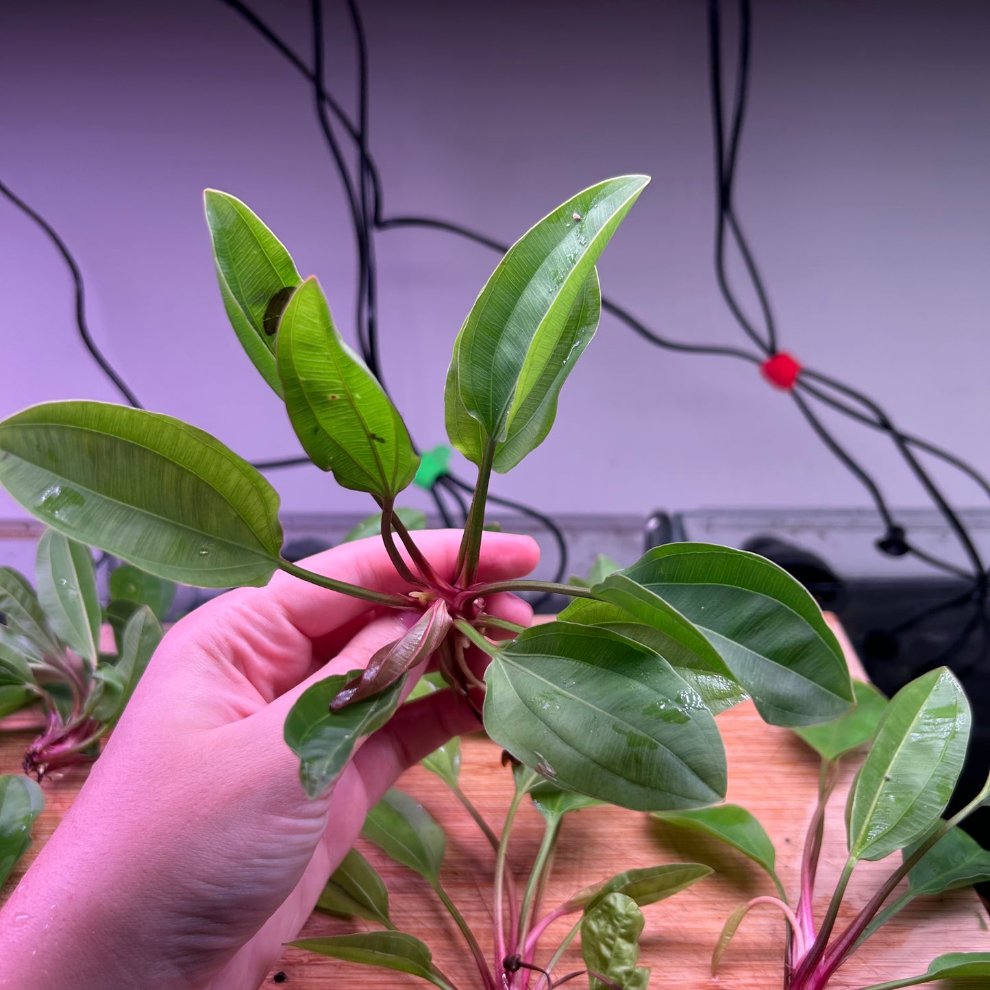 Echinodorus AC Sunrise BULK *Special*