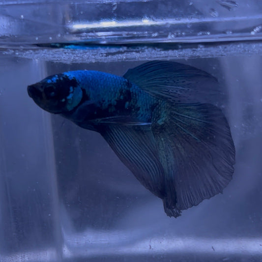 Halfmoon Avatar Male Betta 3.5cm (B)
