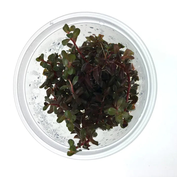Rotala Rotundifolia Colorata - Tissue Culture
