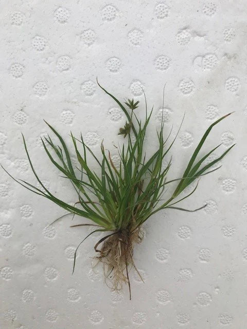 Juncus repens