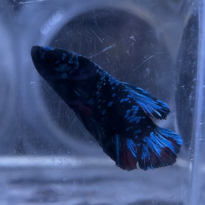 Blue Avatar Male Betta 3.5cm (B)