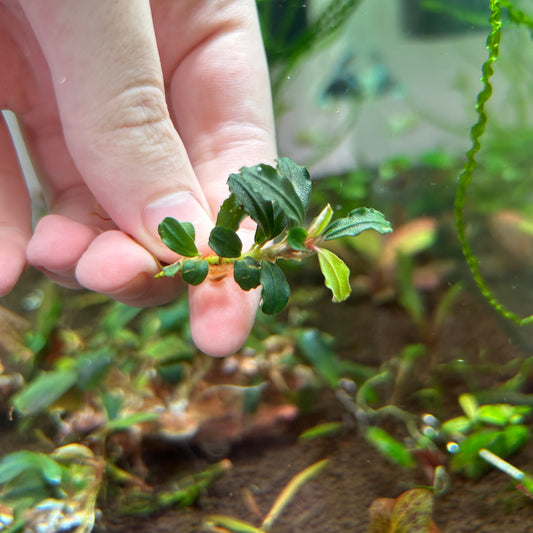 Bucephalandra Brownie Phantom Mini (Emersed Grown)