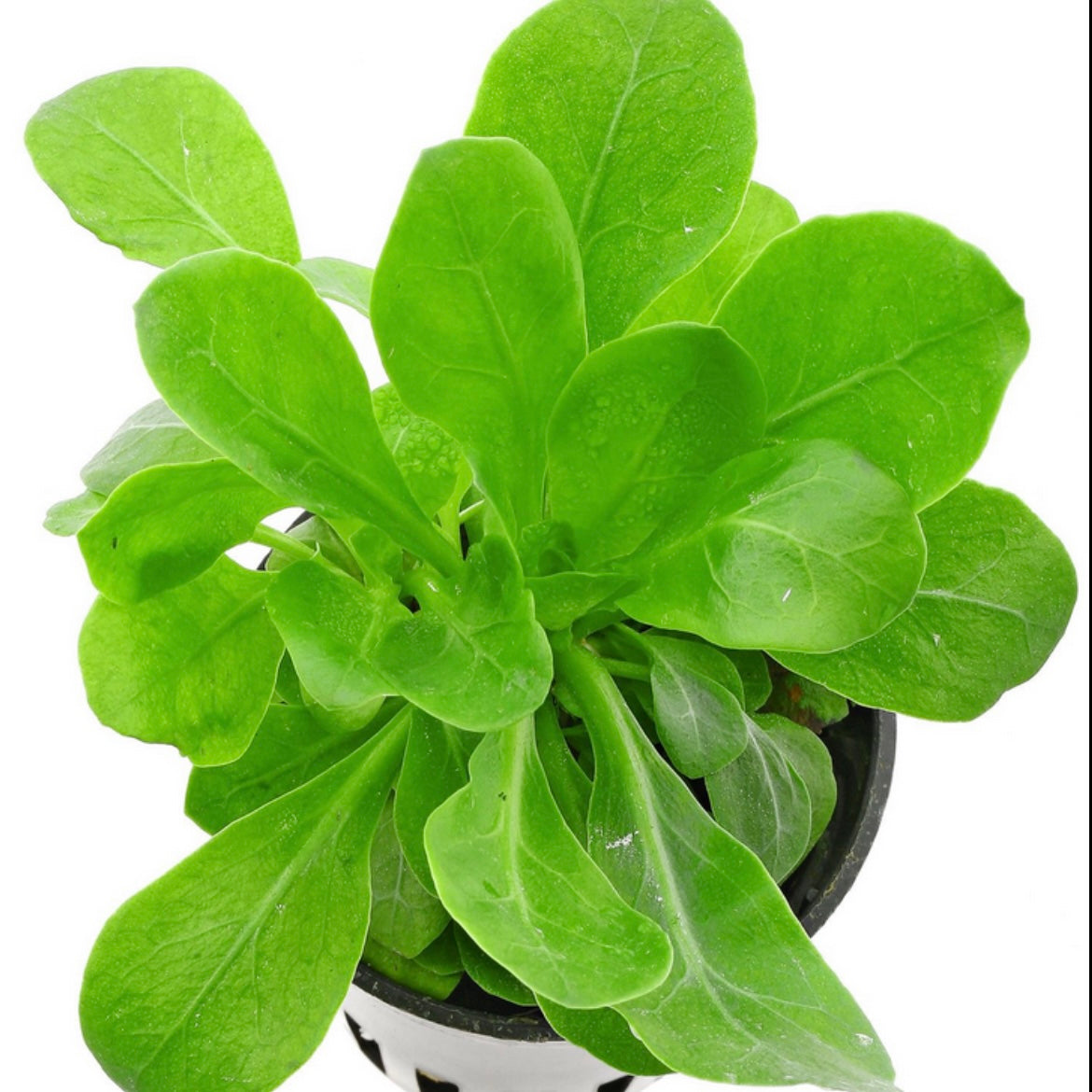 Samolus parviflorus green