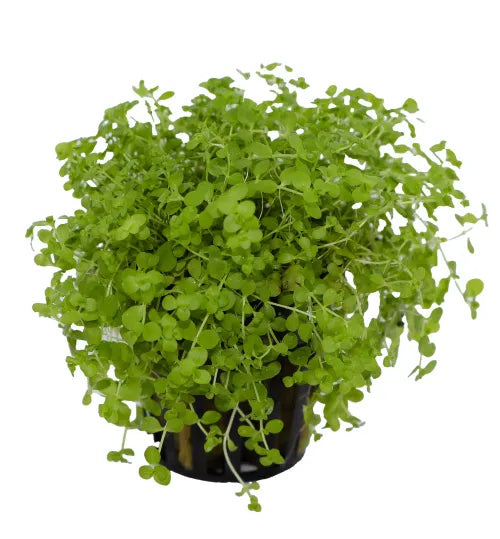 Takashi Carpet Mircanthemum Umbrosum