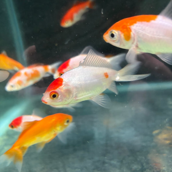 Hoe Kim Wakin Goldfish 7cm