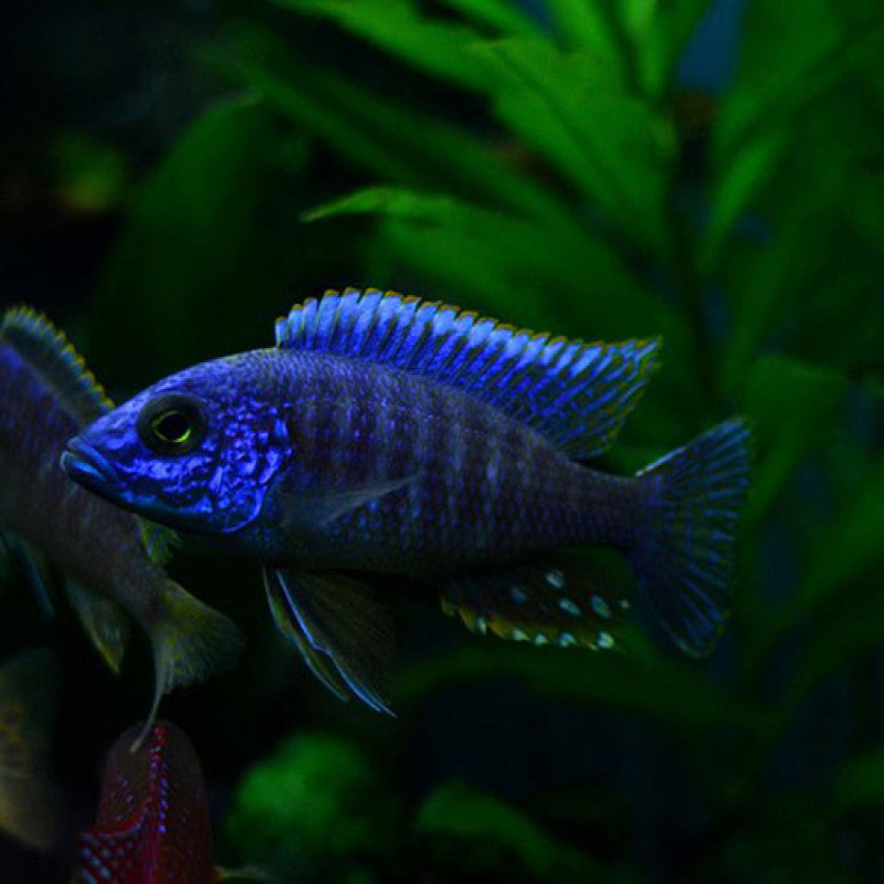 Blue Malawi Peacock Cichlid 5cm