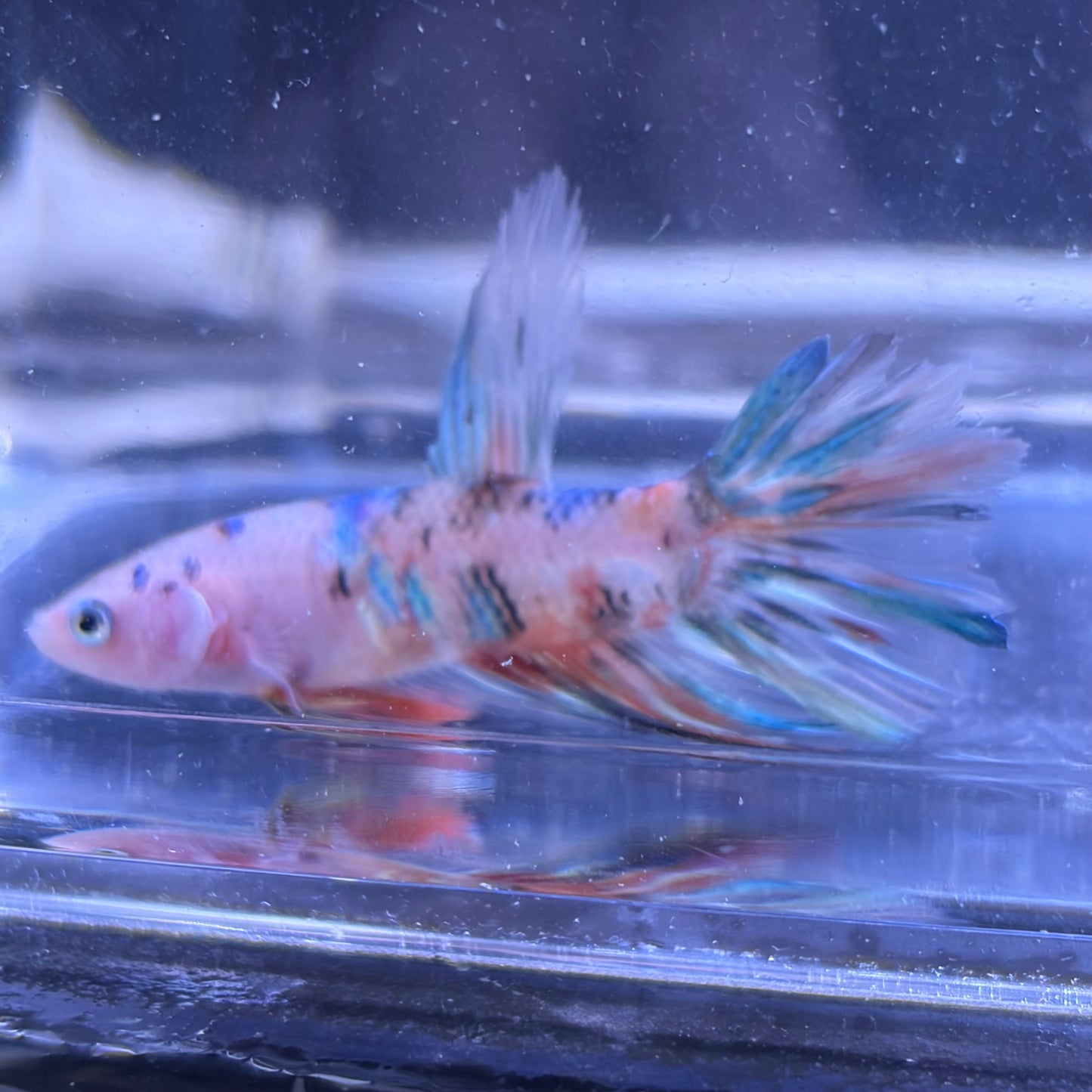 Giant Halfmoon Multicolour/Koi Male Betta 5-6cm (C)