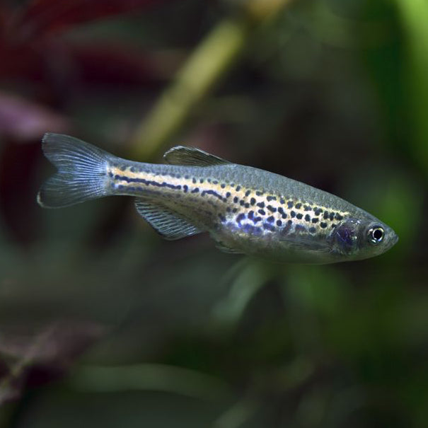 Leopard Danio Danio rerio 2cm schooling fish spotted pattern community aquarium