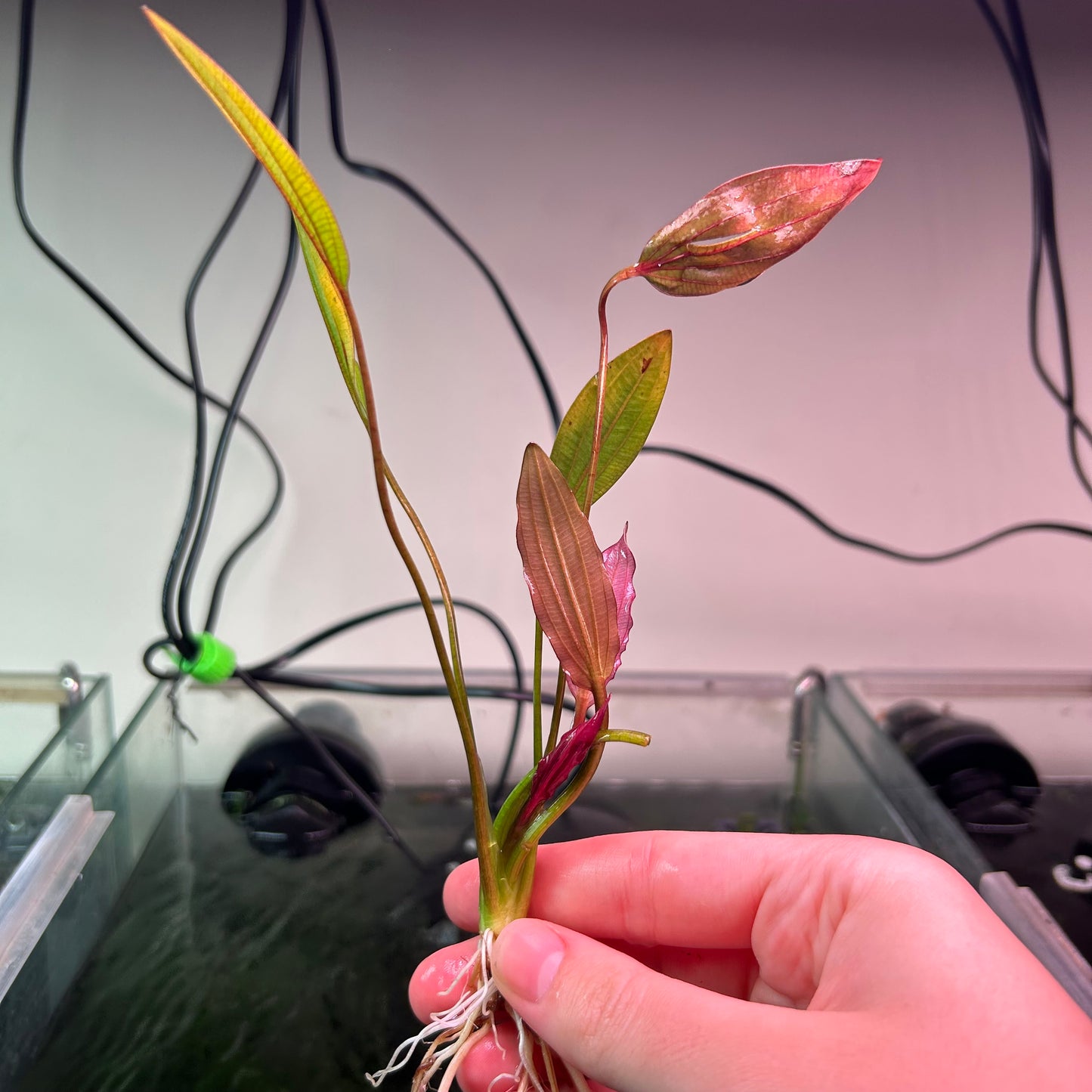 Echinodorus Pink Miracle - RARE
