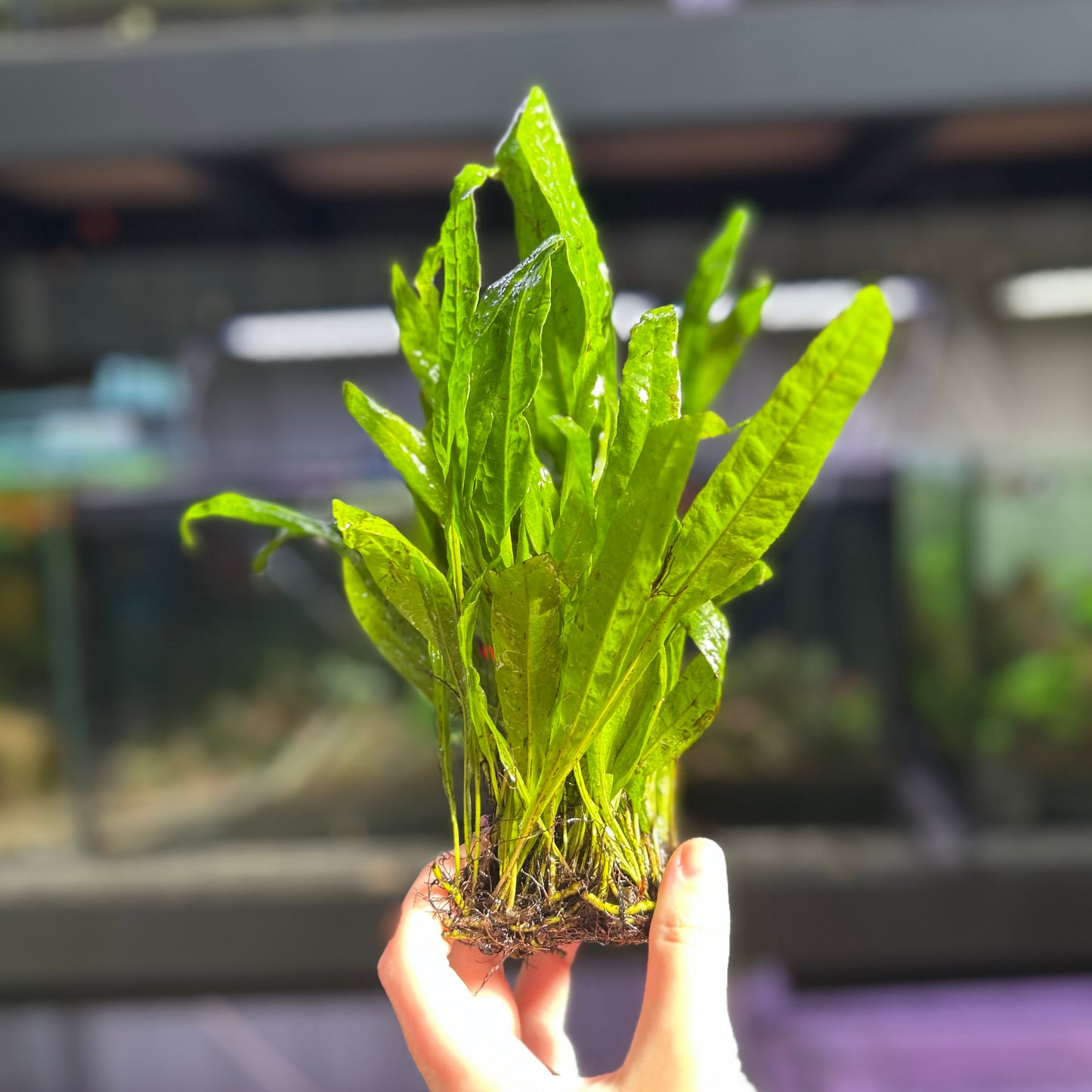Java Fern Clump - Large ★