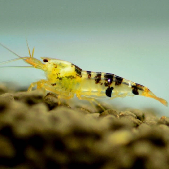 Red / Black Calceo Shrimp 1-2cm