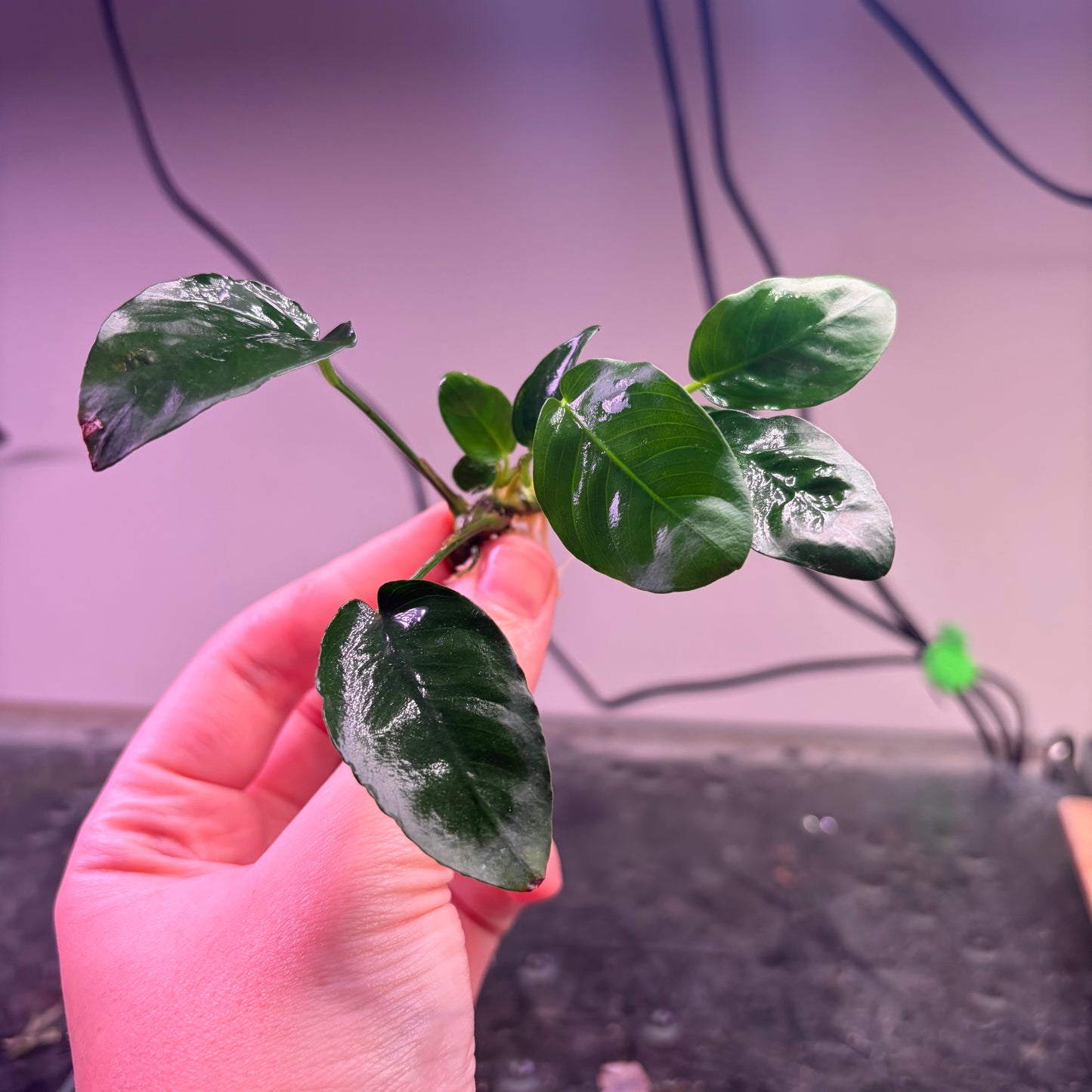 10x Small Anubias Pack Of 10
