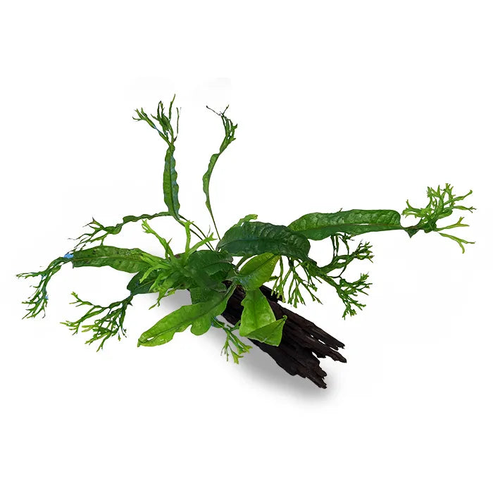 Crested Java Fern Microsorum - Mini Driftwood