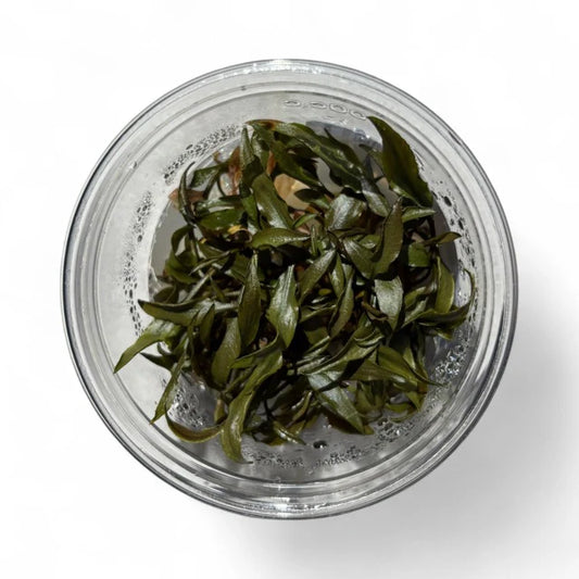 Cryptocoryne petchii - Tissue Culture