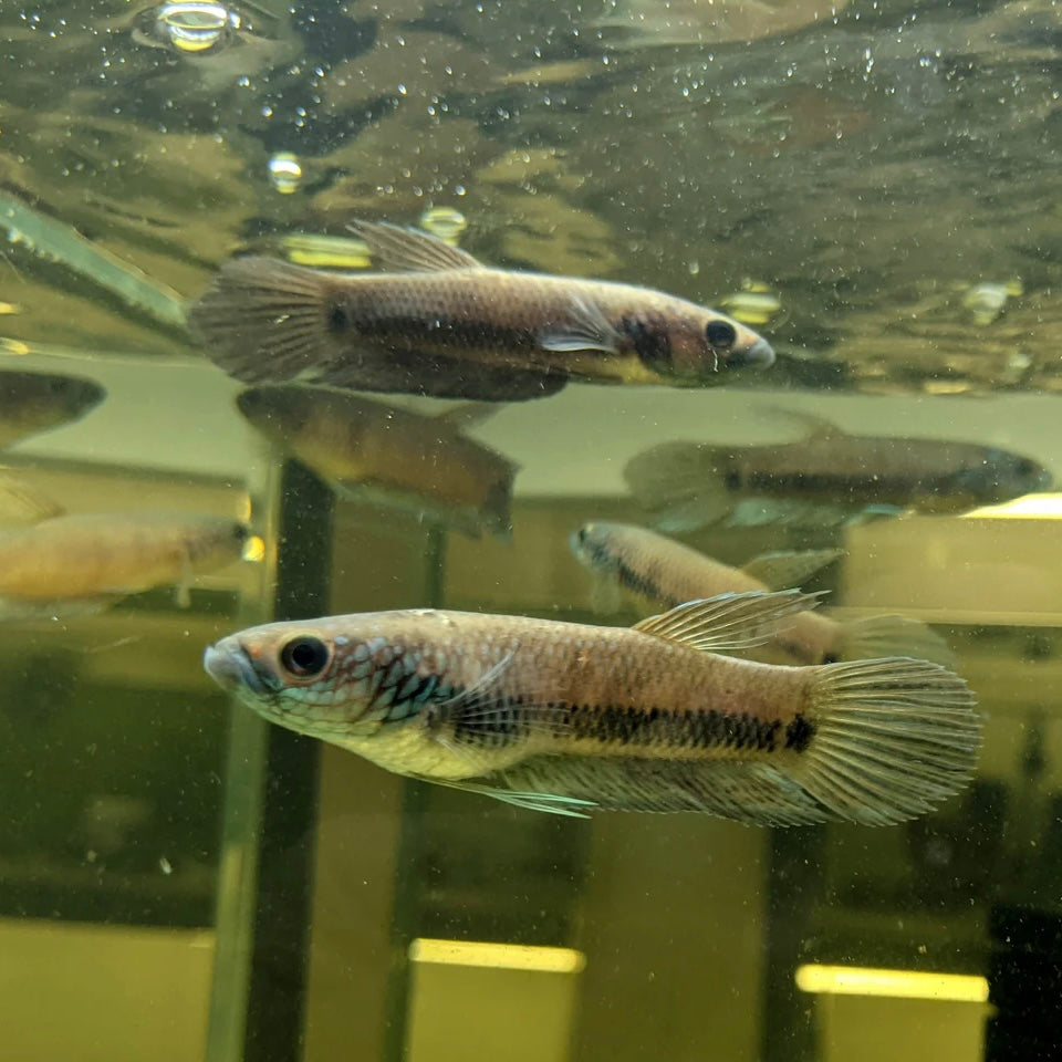 Betta Antuta Wild Pair 7-10cm