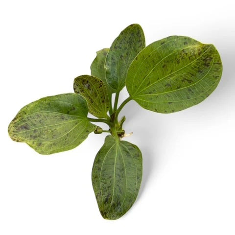 Echinodorus Ozelot Green