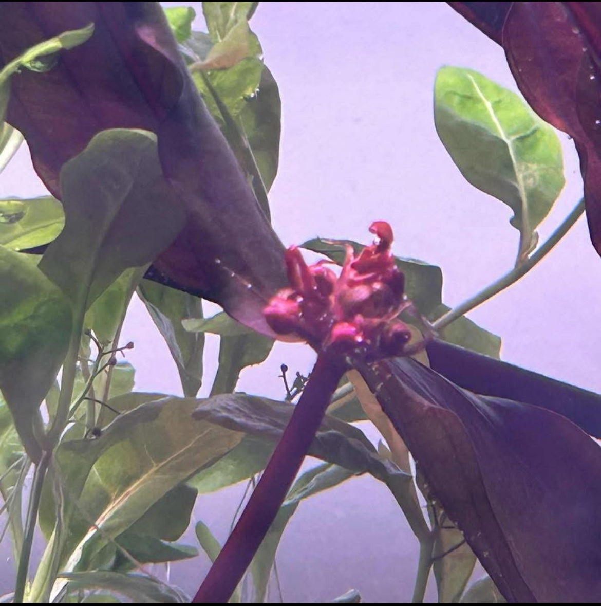 Echinodorus Black Beauty - RARE (See description)