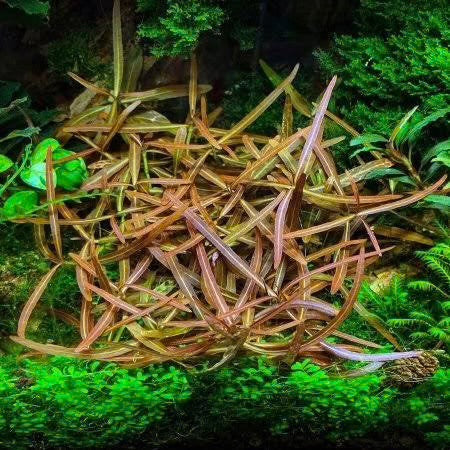 Hygrophila Araguaia