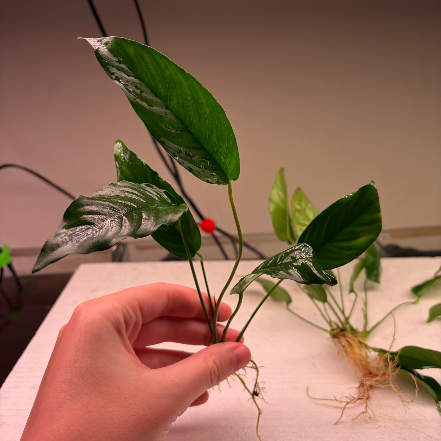 Anubias Pack 1A - 7x Plants