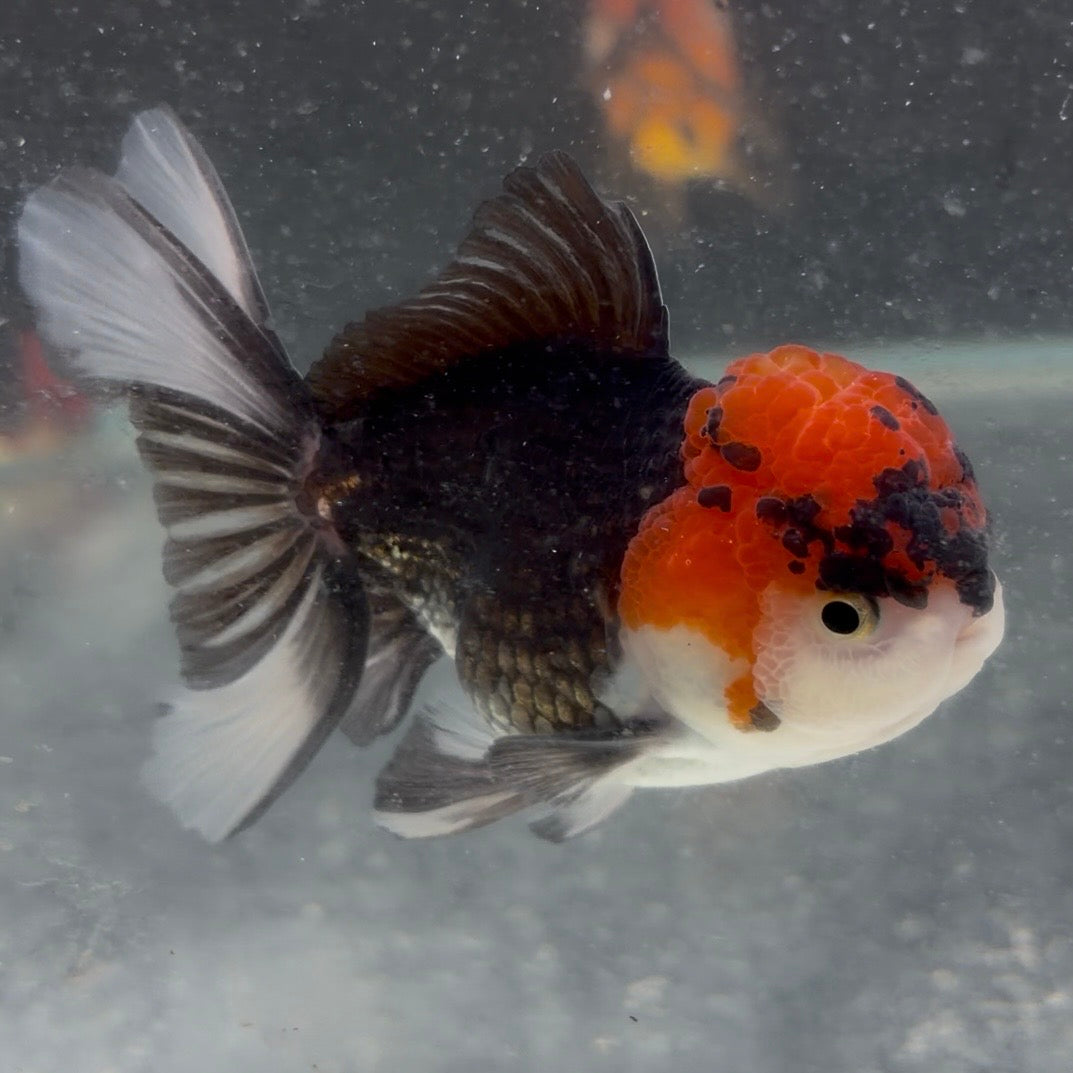 Tri Colour Oranda Tanchu 10cm