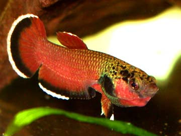 Betta Channoides Wild Pair 4cm