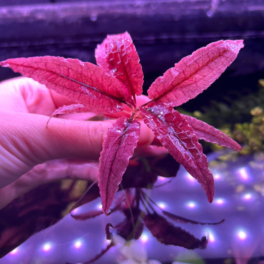 Crypt Wendtii Pink Flamingo / Panther - Aquarium Aquatic Fish Tank Plant