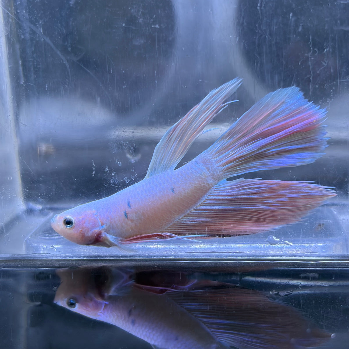 King Rose Tail Betta Male (A)