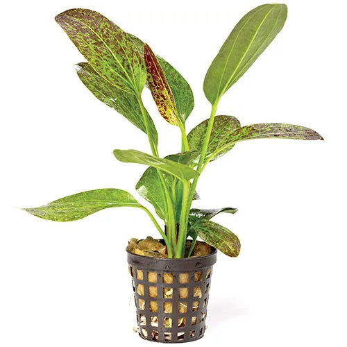 Echinodorus Green Flame