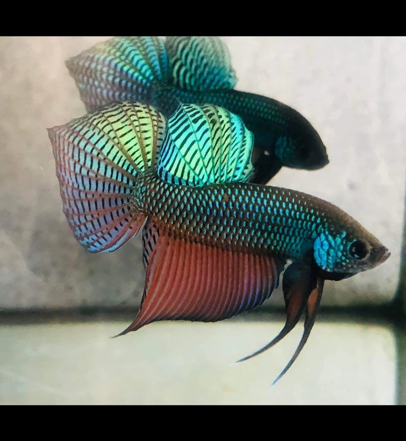 Betta Smaragdina Guitar Wild Pair 3-4cm