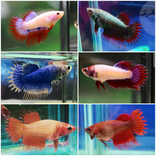 Crowntail Female Betta 3cm