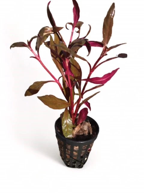 Alternanthera Rosaefolia