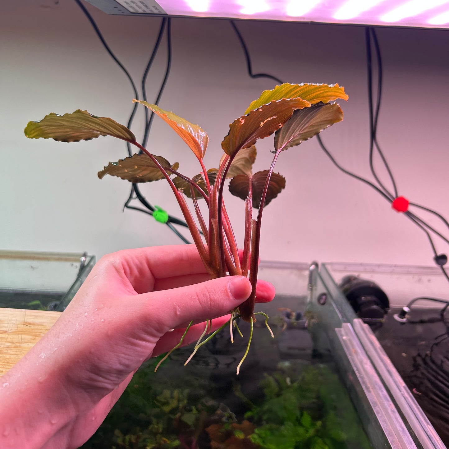 Furtadoa Sumatrensis Red ★