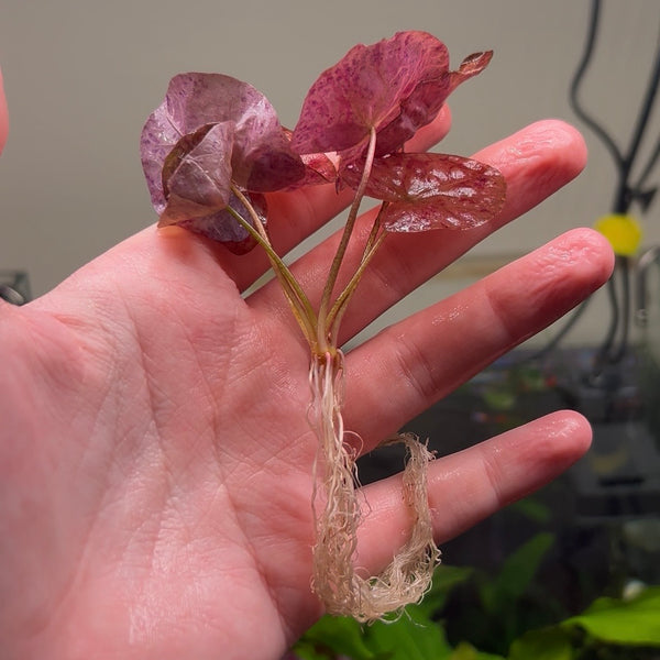 Red Tiger Lotus ‘Nymphaea zenkeri’ Small ★