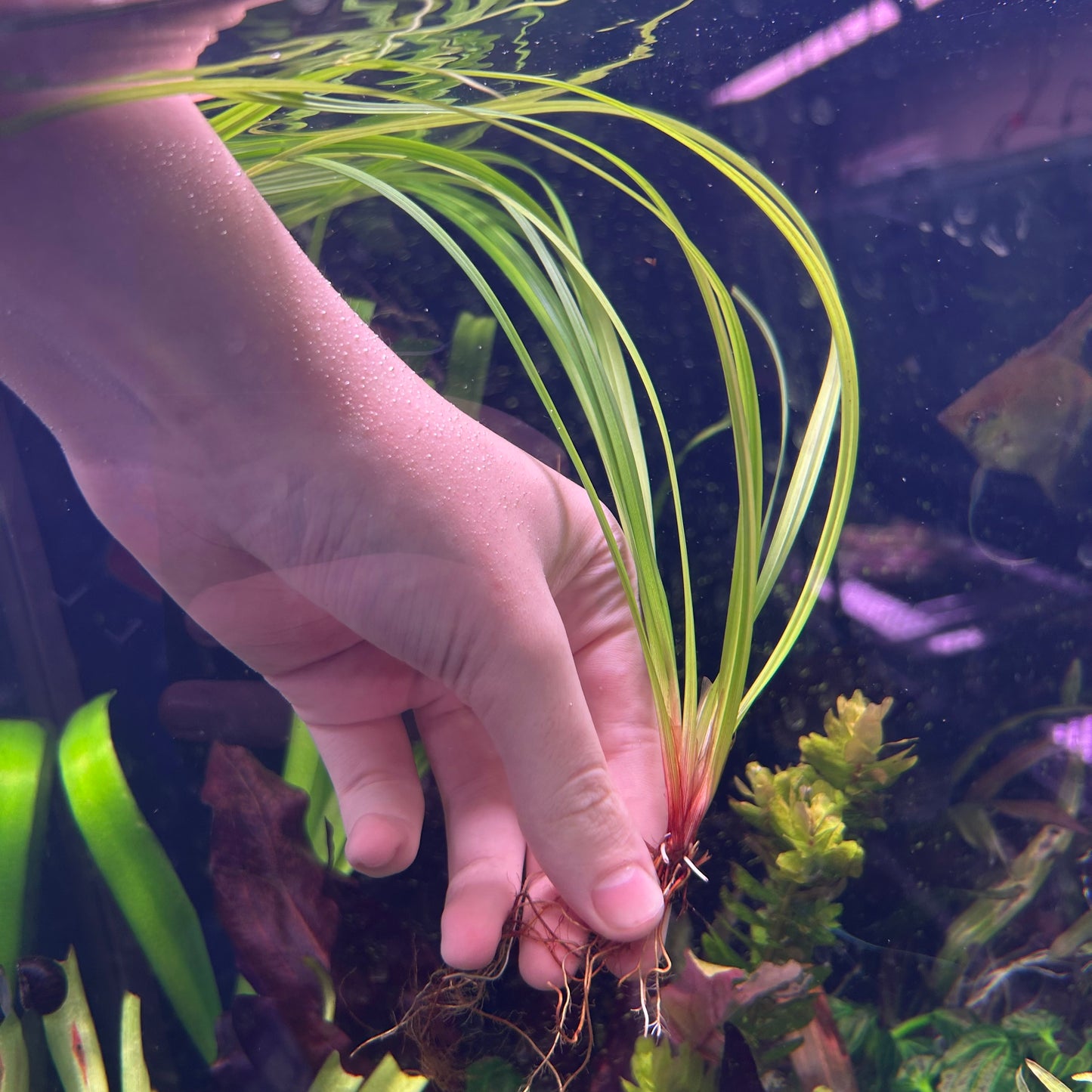 Cyperus Helferi Aquarium Plant Uncommon