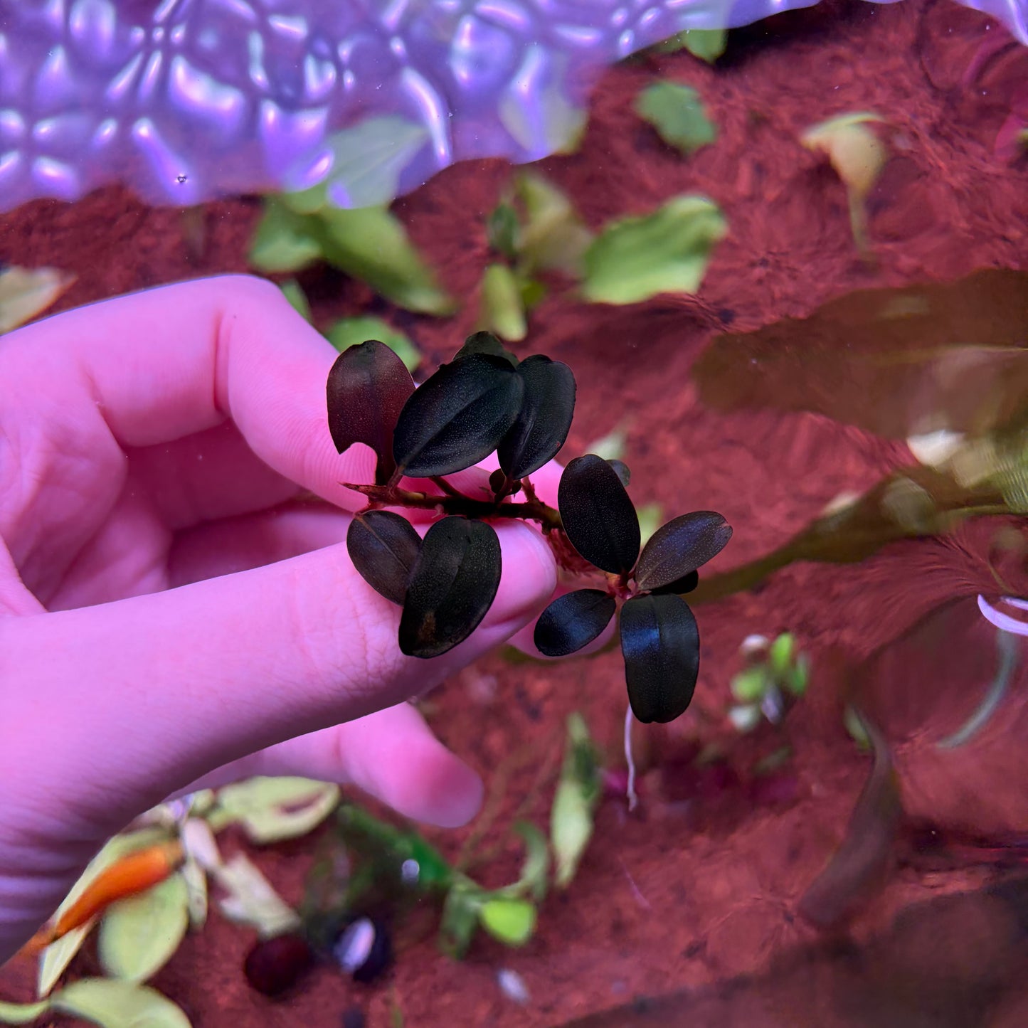 Bucephalandra Pandora Queen