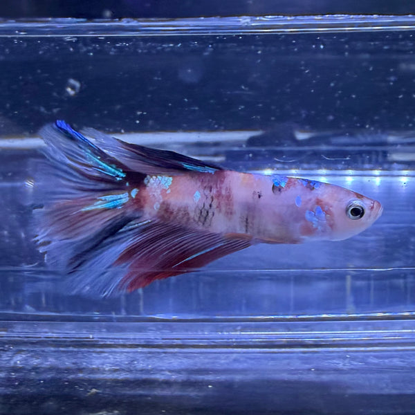 Halfmoon Multicolour/Koi Male Betta 3.5cm (F)