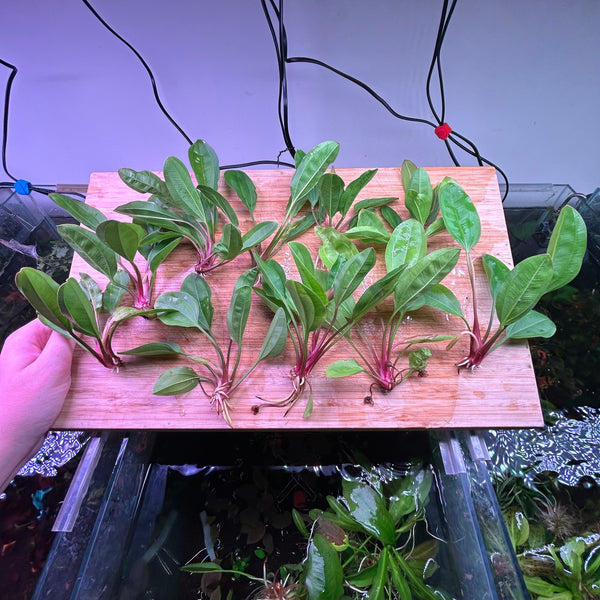 Echinodorus AC Sunrise BULK *Special*