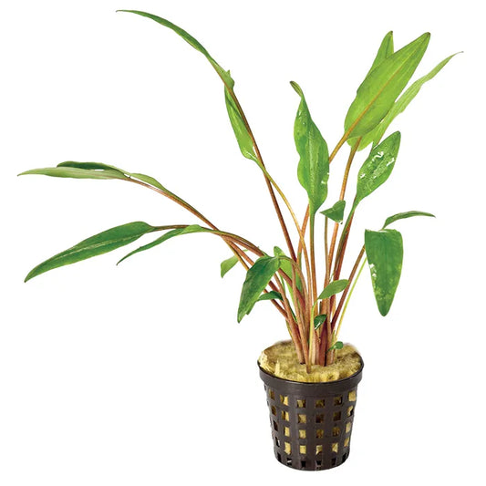 Crypt Lutea