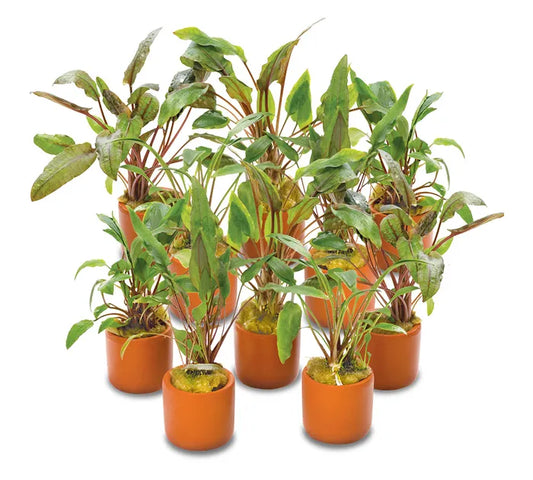 Assorted Crypts 3cm Terracotta Pot - 10 Pack