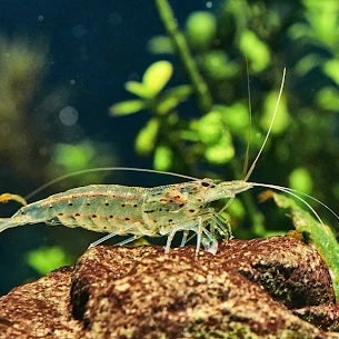 Australian Amano Shrimp