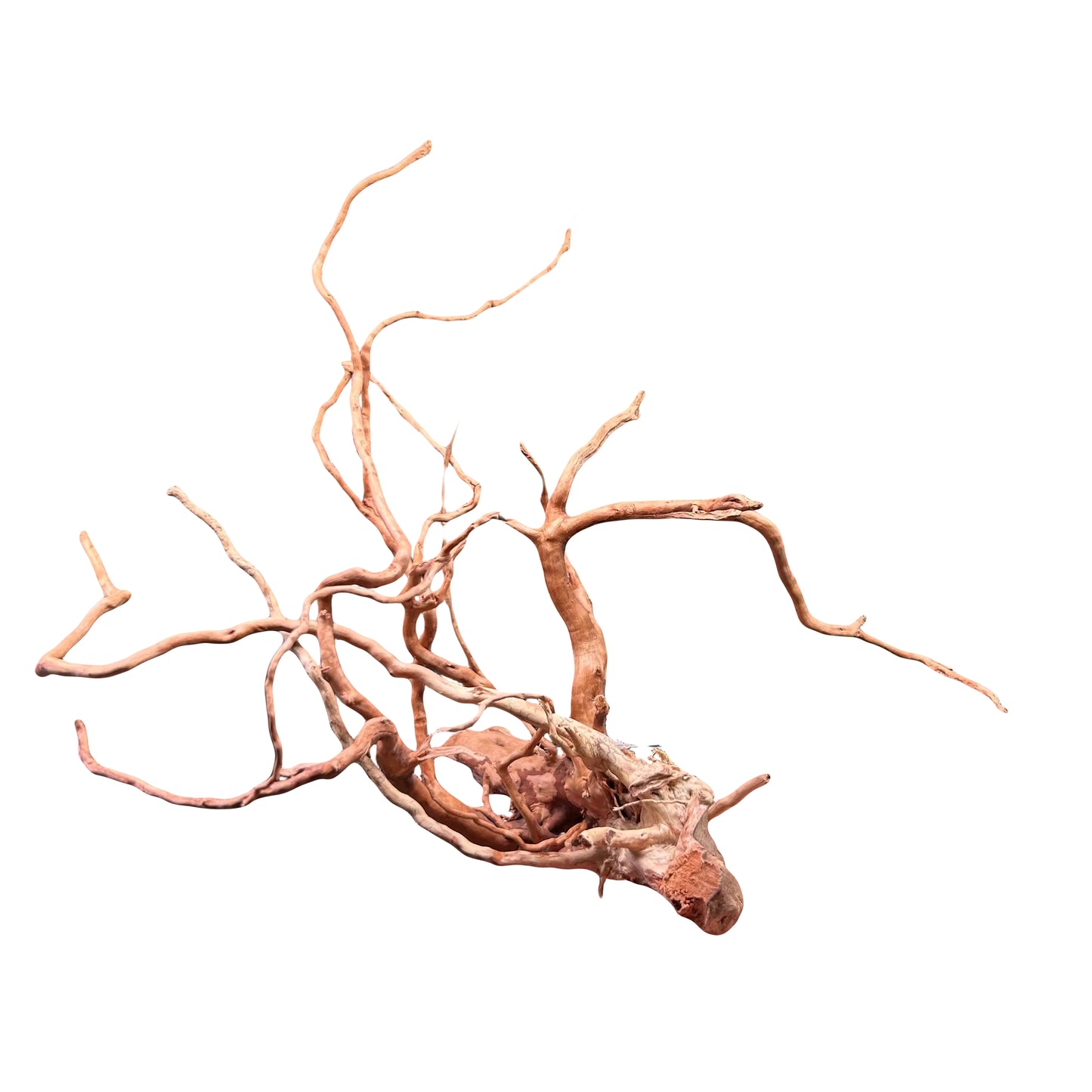 Gold Vine Driftwood - Small 20-40cm