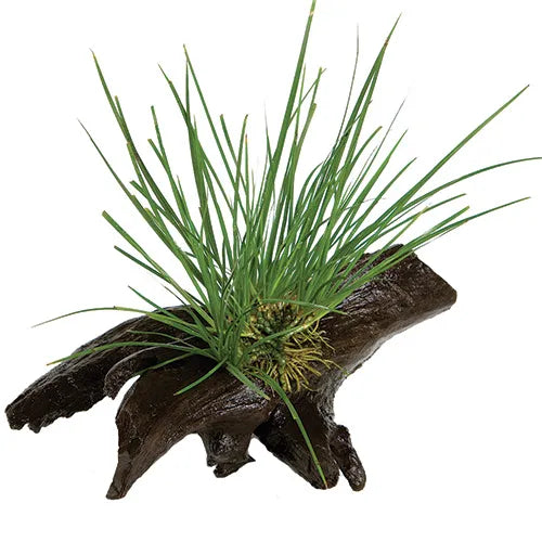 Dwarf Green Rush - Mini Driftwood (Terrarium Only)