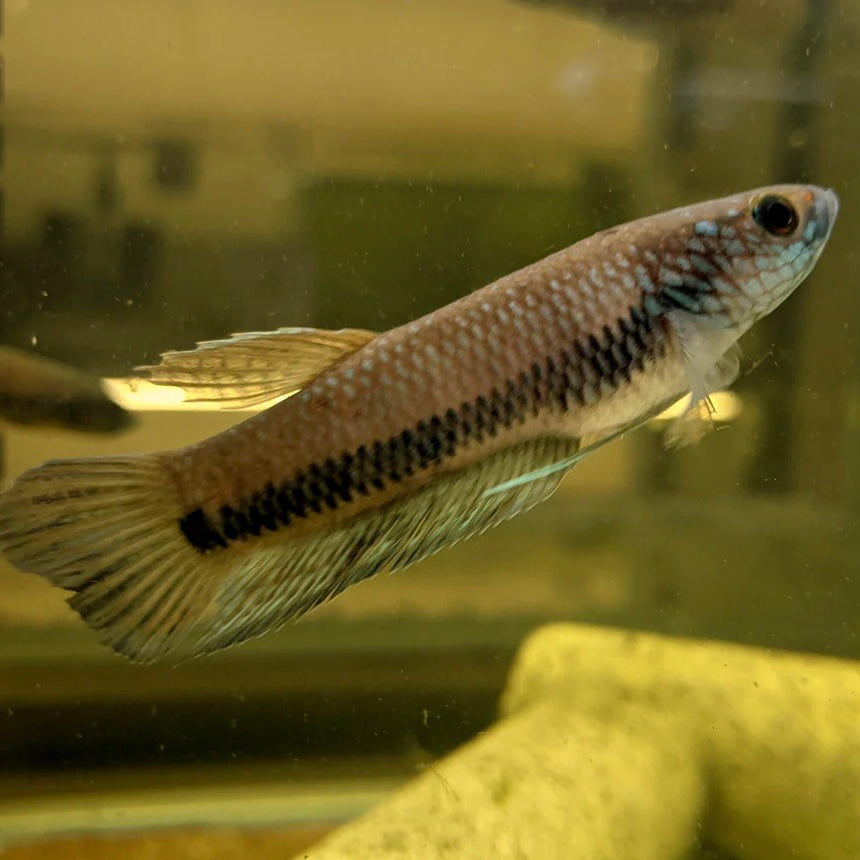 Betta Antuta Wild Pair 7-10cm